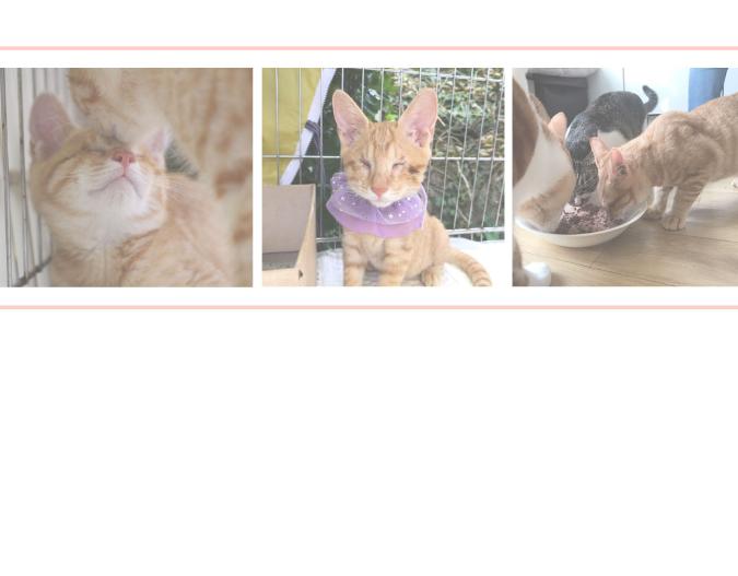 《吐司猫咪POUNDCAT》生命的故事 第30页