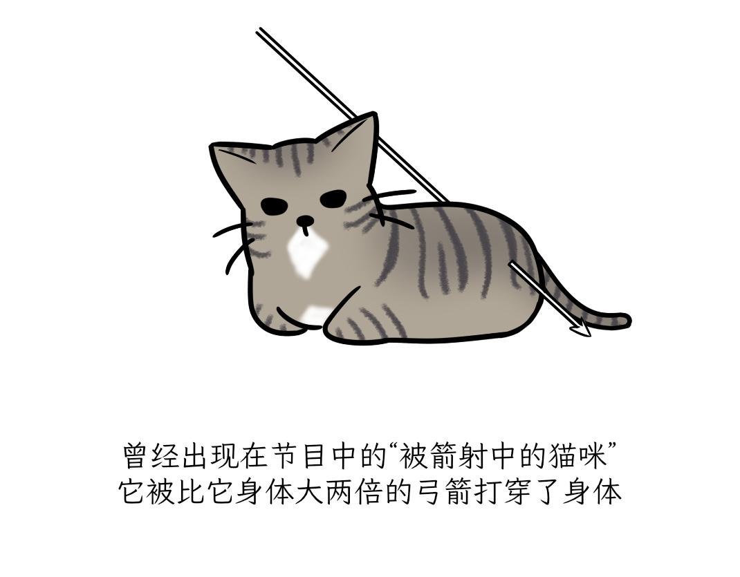 《吐司猫咪POUNDCAT》宝贝的过去 第25页