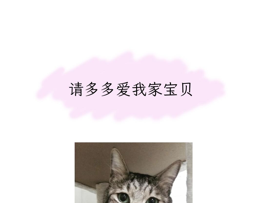 《吐司猫咪POUNDCAT》宝贝的过去 第32页