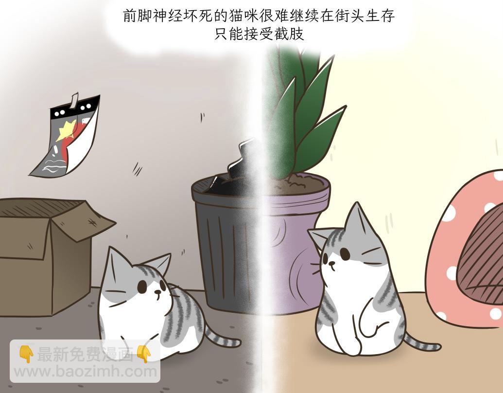 《吐司猫咪POUNDCAT》依喵儿的故事 第30页