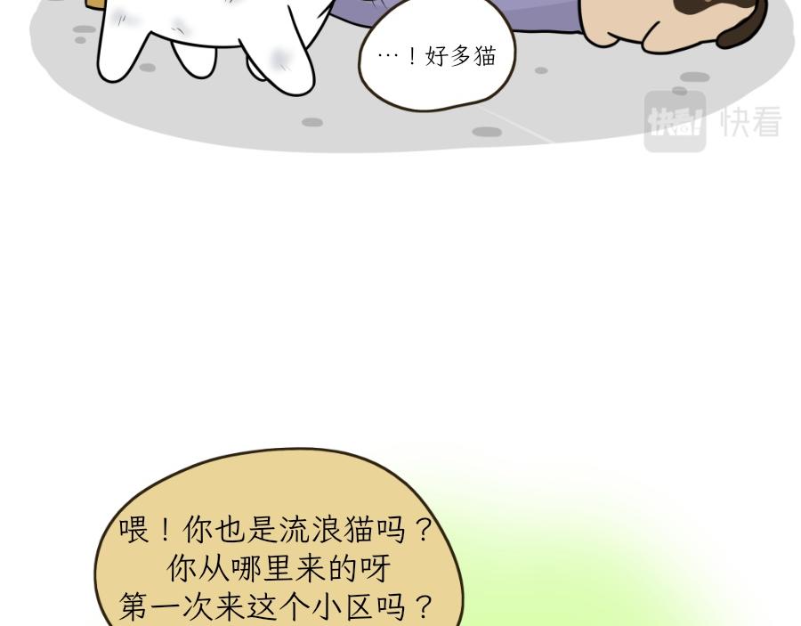 《吐司猫咪POUNDCAT》酸奶历险记 第33页