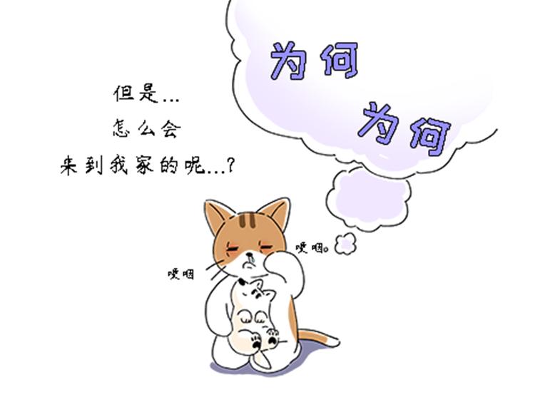 《吐司猫咪POUNDCAT》热可可的新家人 第18页