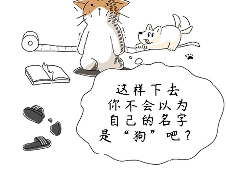 《吐司猫咪POUNDCAT》热可可的新家人 第9页