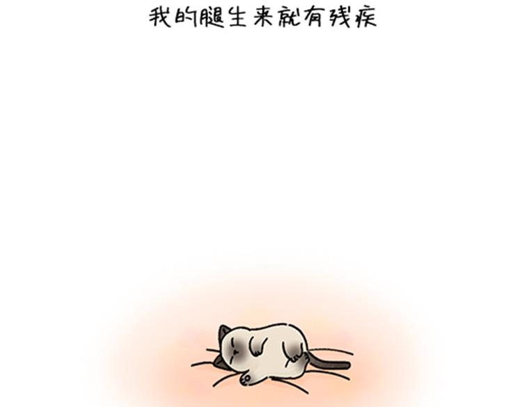 《吐司猫咪POUNDCAT》春福的故事 第11页
