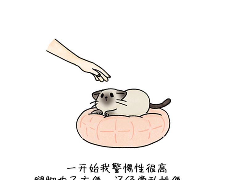 《吐司猫咪POUNDCAT》春福的故事 第20页