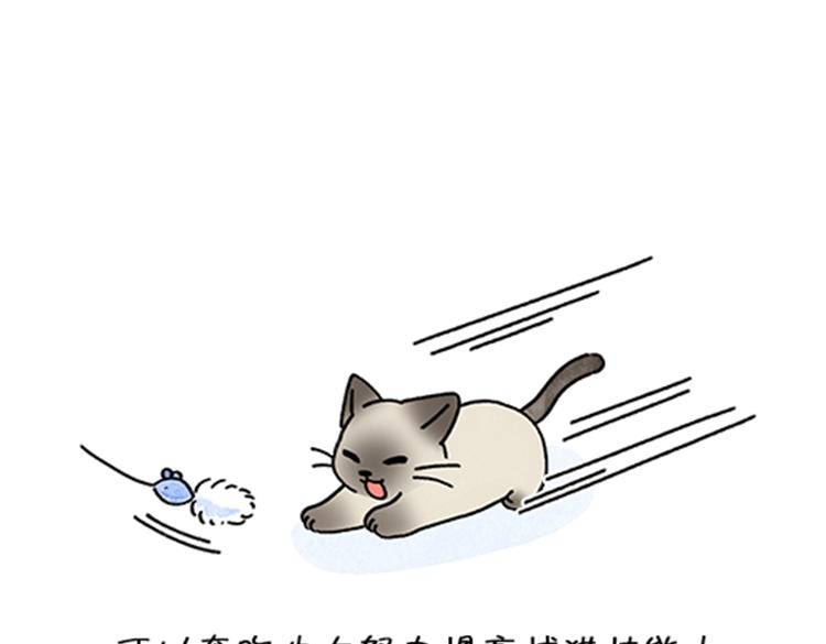 《吐司猫咪POUNDCAT》春福的故事 第25页