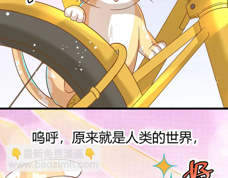 《不逃婚不许成精》第7话 变回原形的橘猫公主 第41页