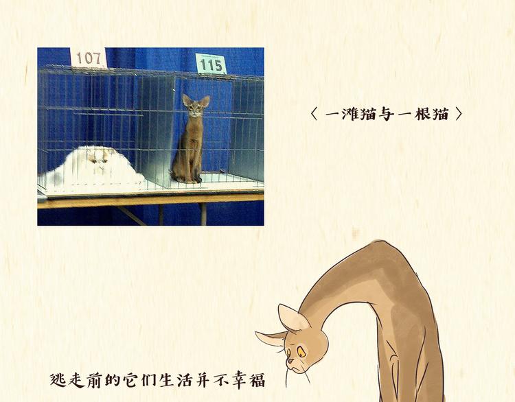 《一滩猫与一根猫》出逃，过往 第10页