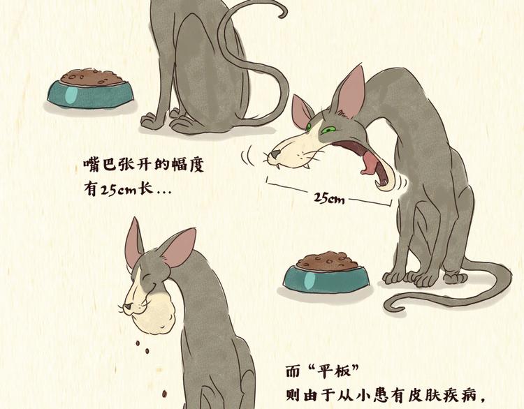 《一滩猫与一根猫》铲屎官 第3页