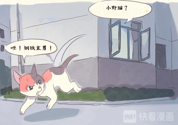 《一滩猫与一根猫》流浪猫（上） 第13页