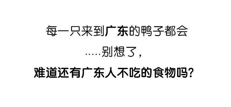 《好苦鸭的日常》鸭鸭日子小观察三 第31页