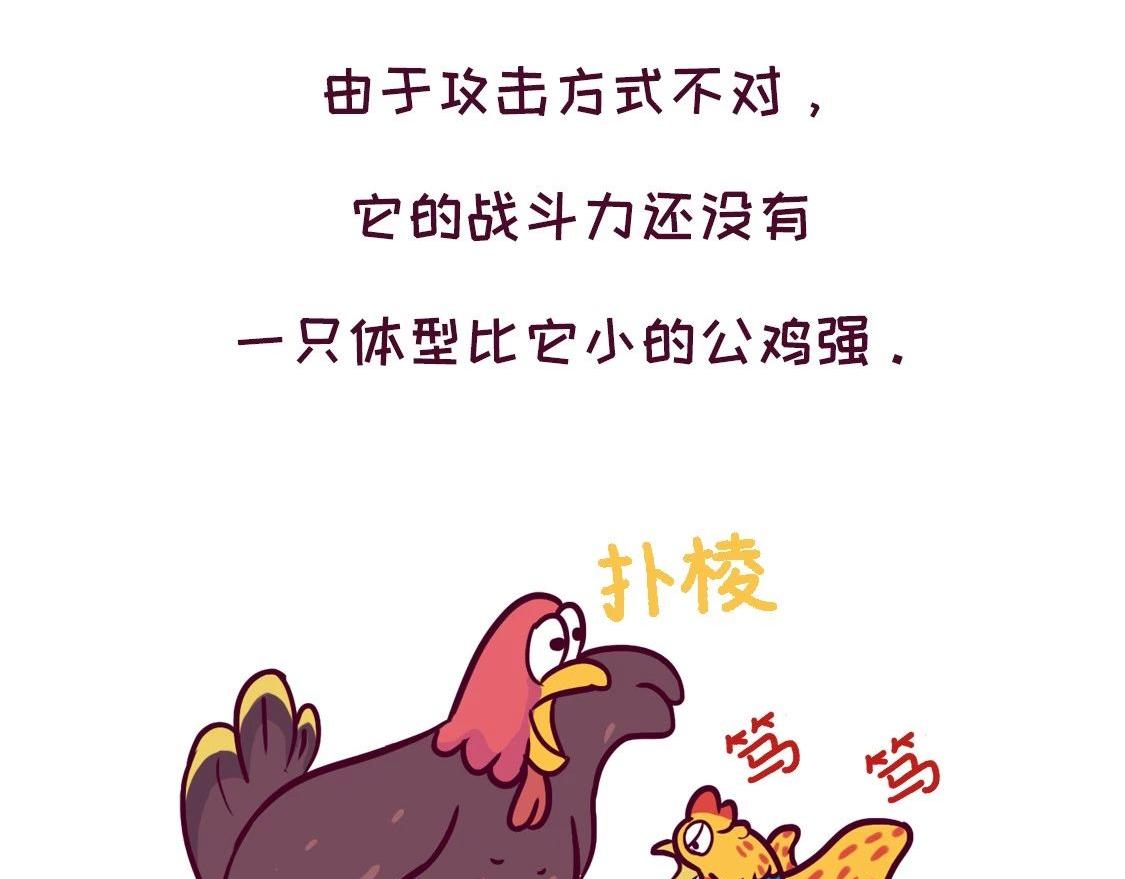 《好苦鸭的日常》鸭鸭日子小观察五 第11页
