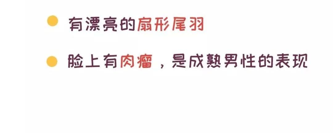 《好苦鸭的日常》鸭鸭日子小观察五 第4页
