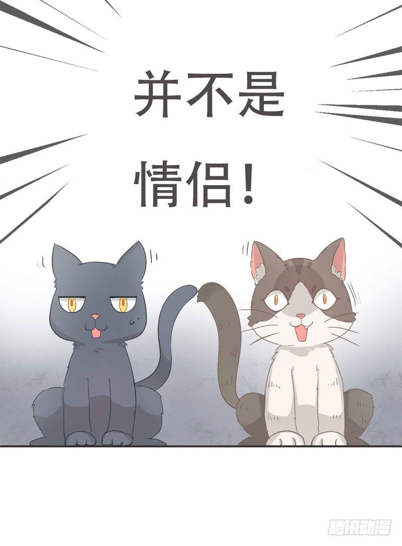 《双喵图腾》预告 第4页