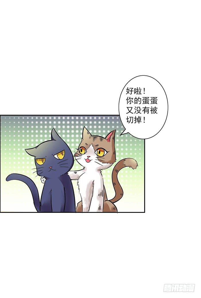 《双喵图腾》第006话 第11页