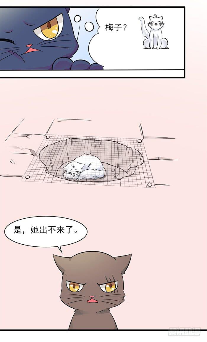 《双喵图腾》第011话 第10页