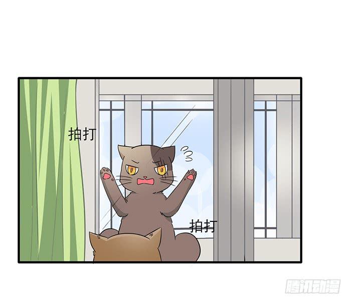 《双喵图腾》第011话 第4页