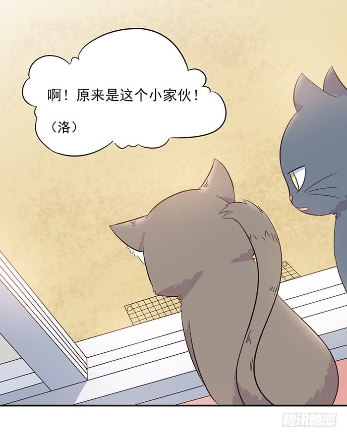 《双喵图腾》第013话 第5页
