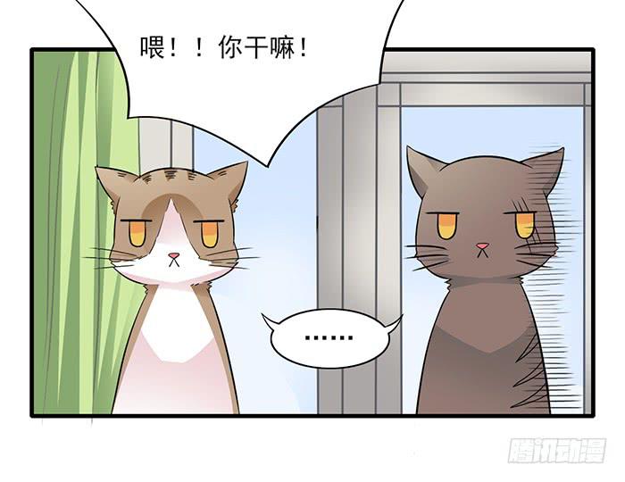《双喵图腾》第012话 第2页