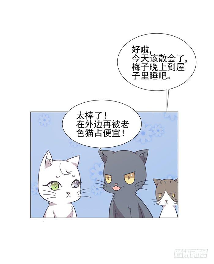 《双喵图腾》第042话 第11页