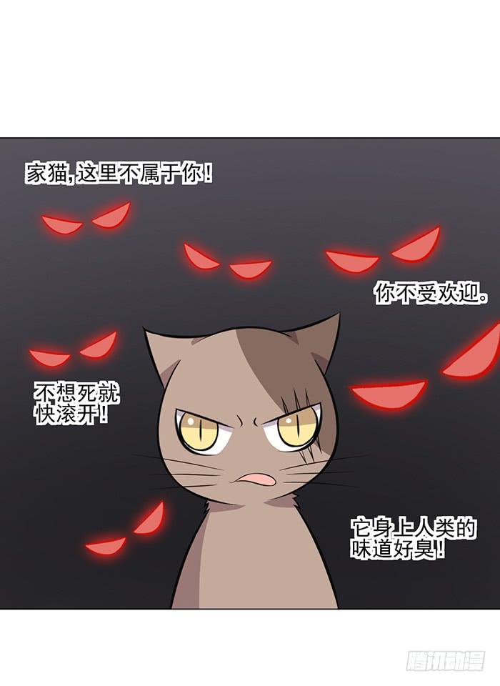 《双喵图腾》第042话 第31页