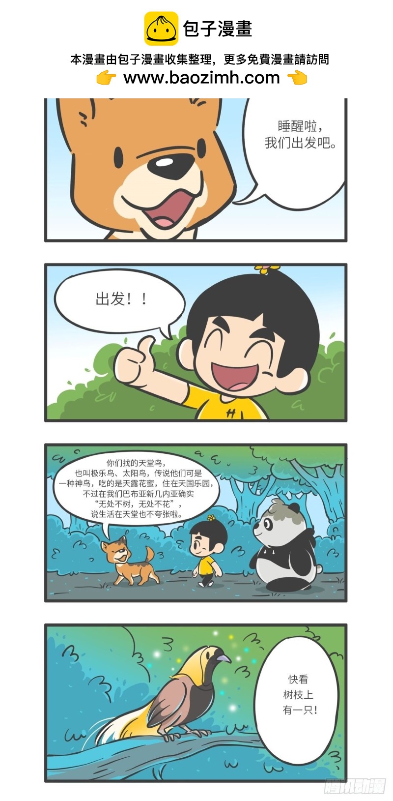 《熊猫君和黄逗菌可持续生活志II》第11话 “舞林高手”天堂鸟 第4页