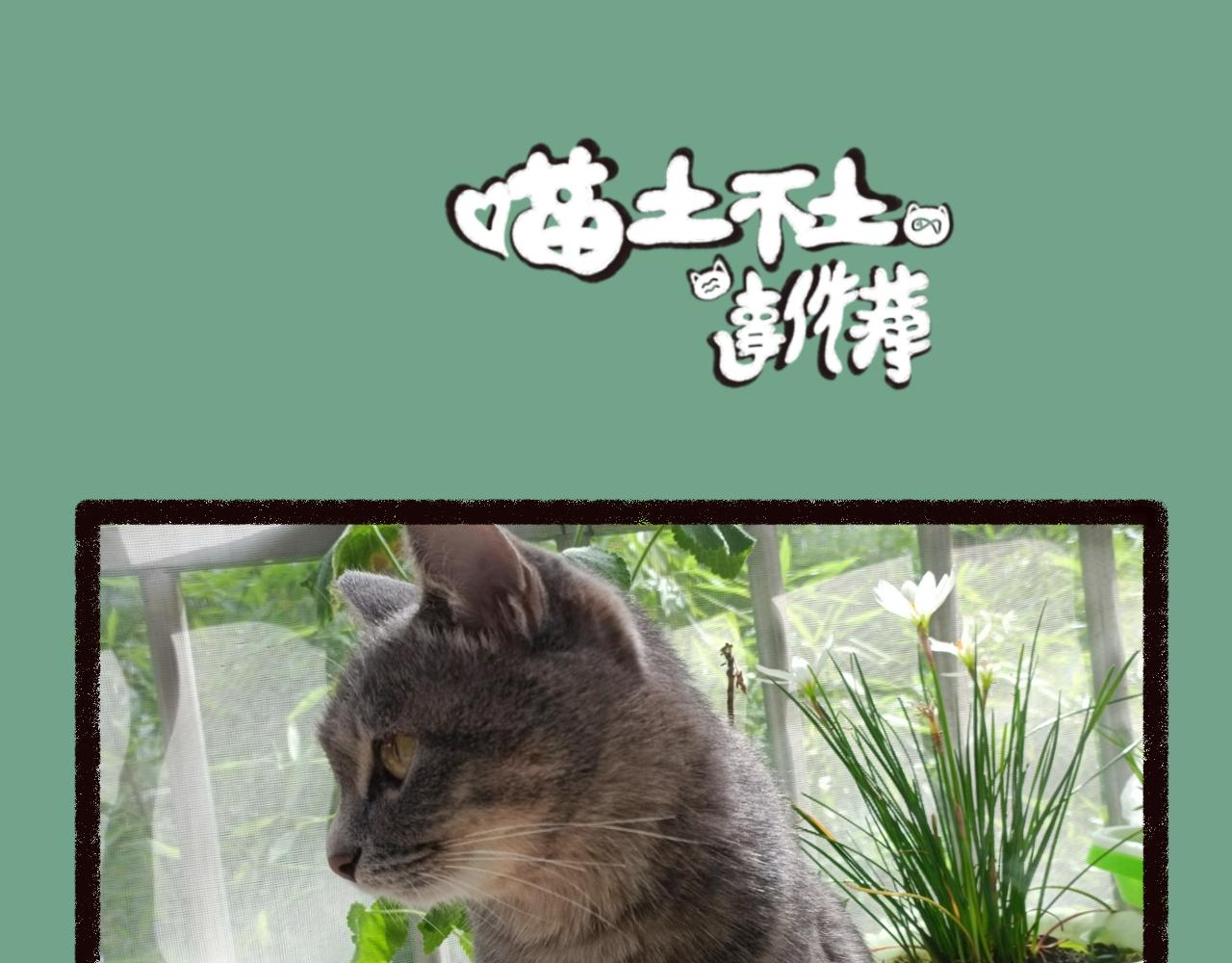《喵土不土事件簿》第五话 吃饺皮 第19页