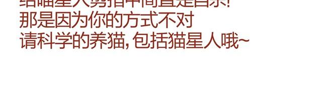 《人形喵的养成》第7话 果然，猫对这玩意没有抵抗力 第4页