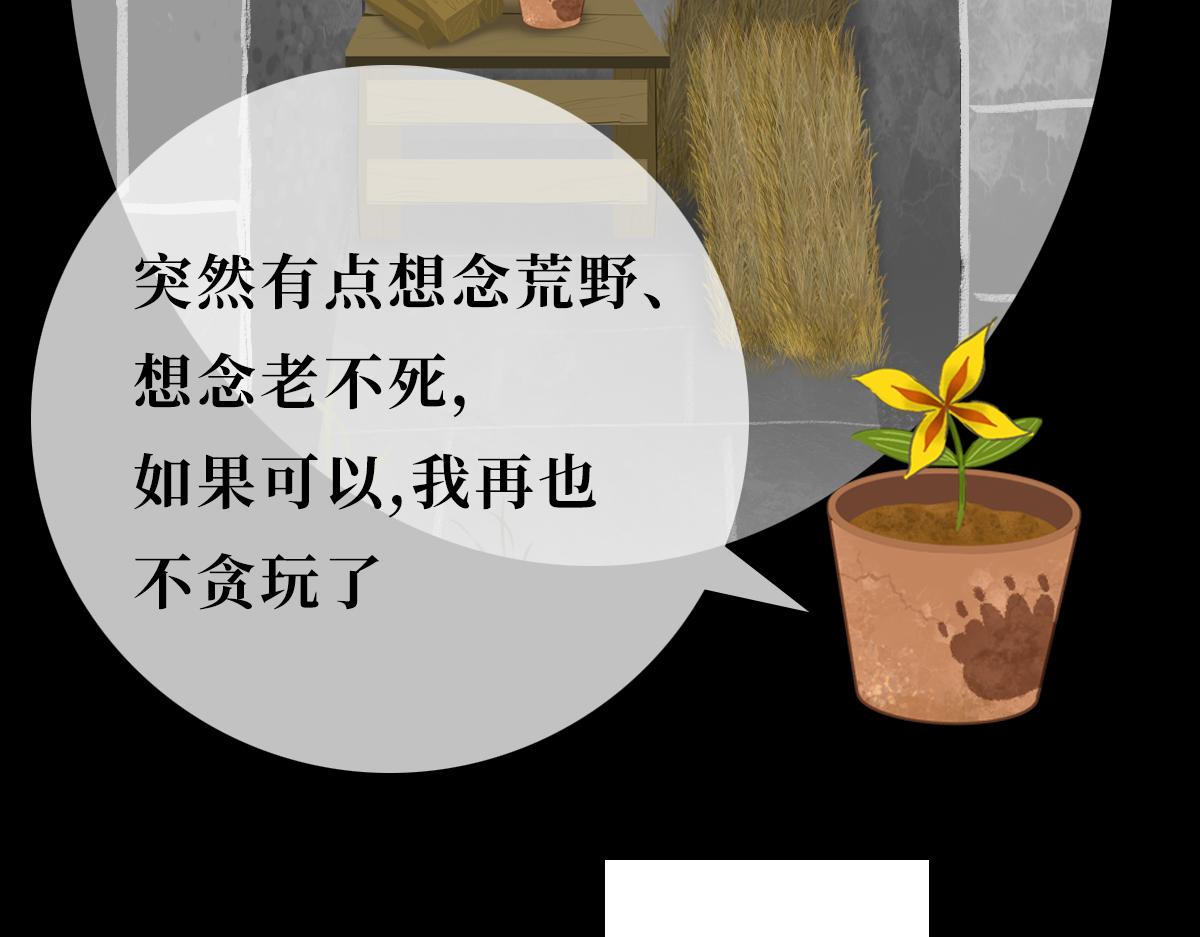 《悠然见黄花》回不来了 第37页