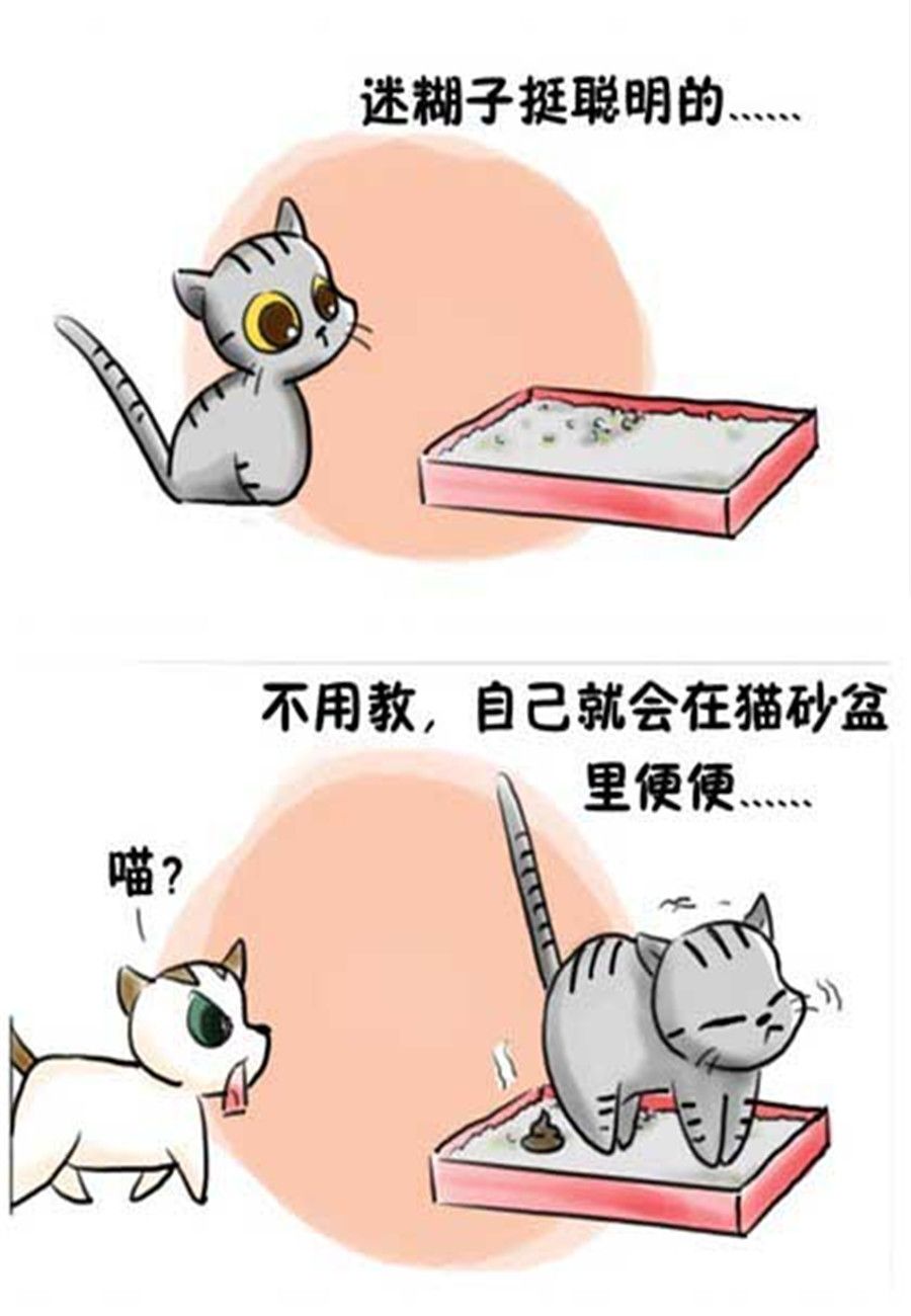 《喵喵家族》喵喵家族 第11集 第6页