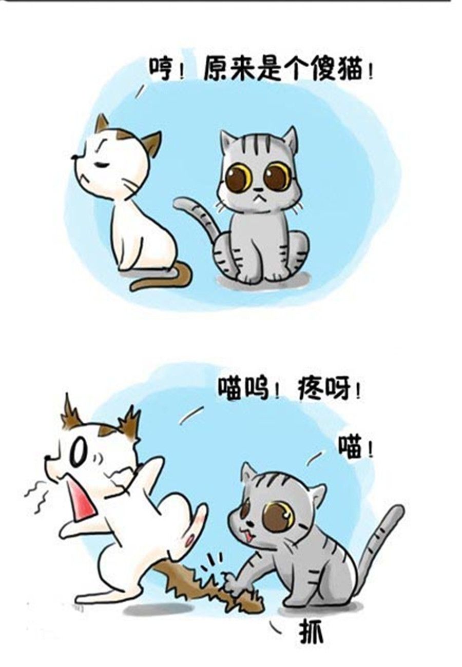 《喵喵家族》喵喵家族 第10集 第5页