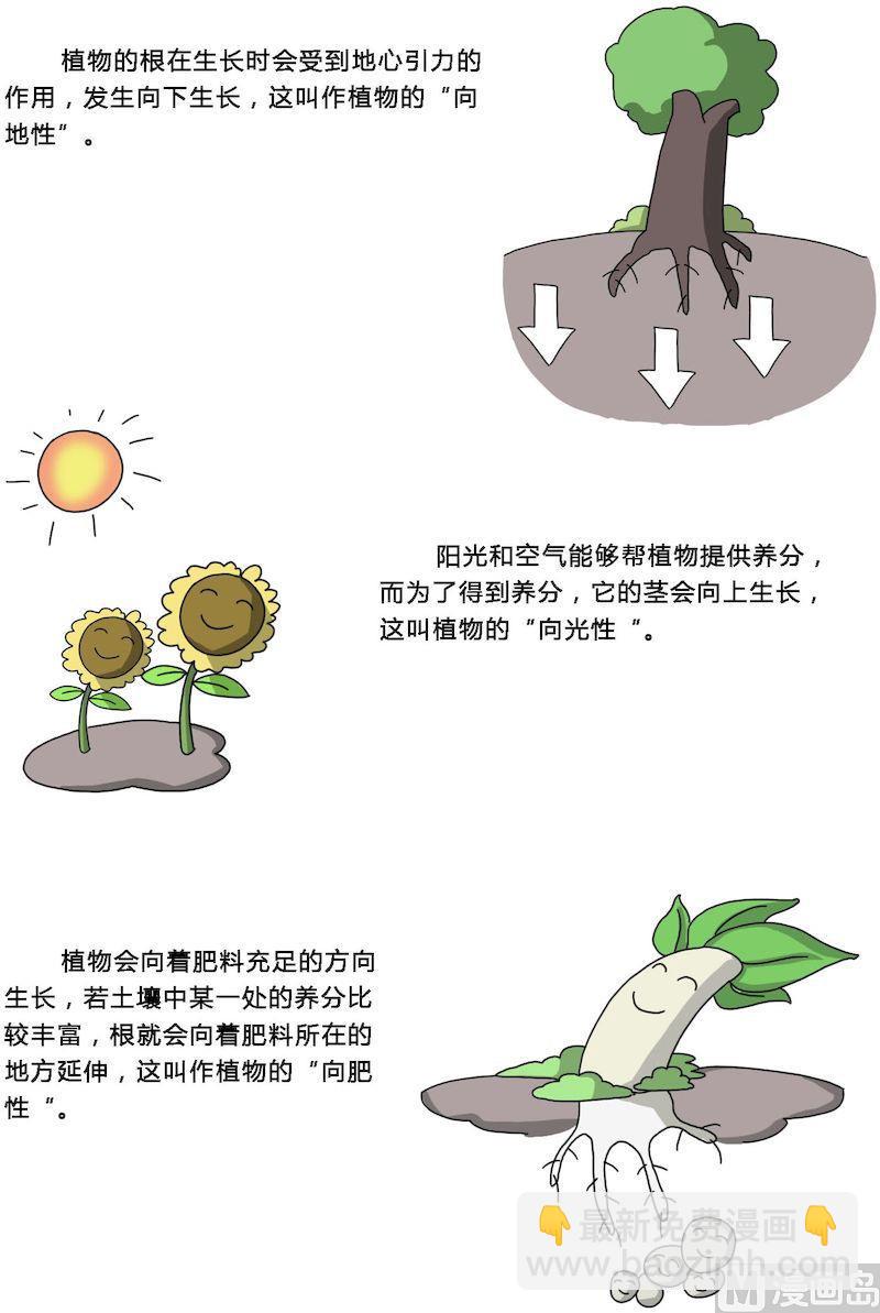 《十万个为什么之植物篇》02 第3页