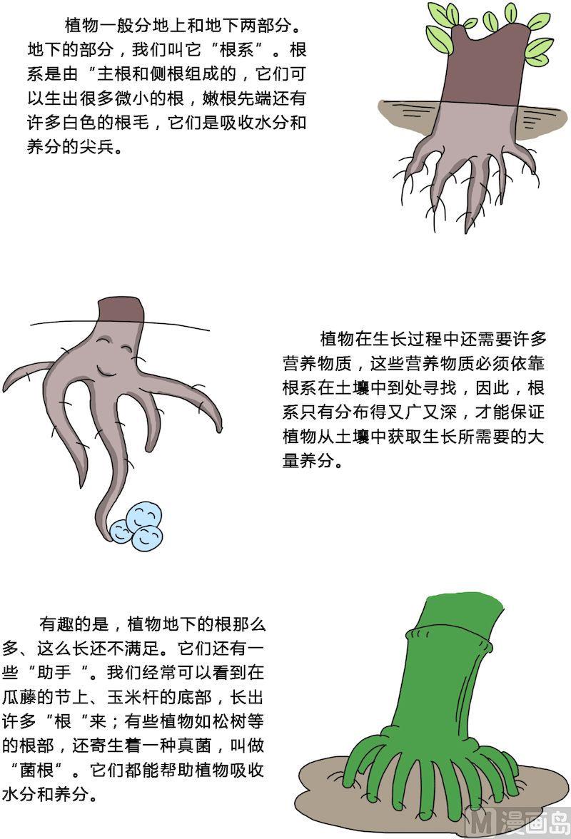《十万个为什么之植物篇》06 第3页