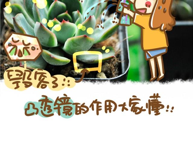 《多肉笔记》第1话 这么养多肉会死的！ 第19页