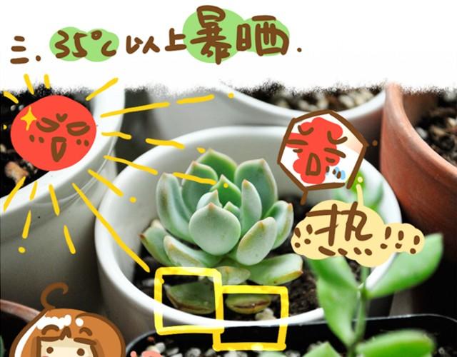 《多肉笔记》第1话 这么养多肉会死的！ 第20页