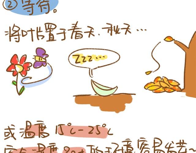 《多肉笔记》第4话 插叶篇（二） 第6页