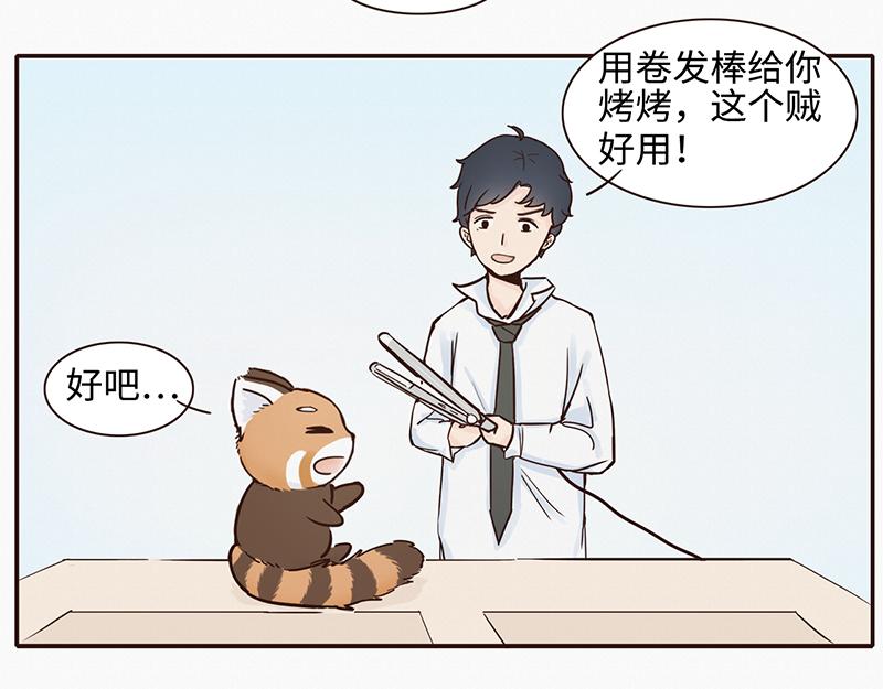 《我家有只小熊猫》第1话 是福不是祸，是猪躲不过 第13页