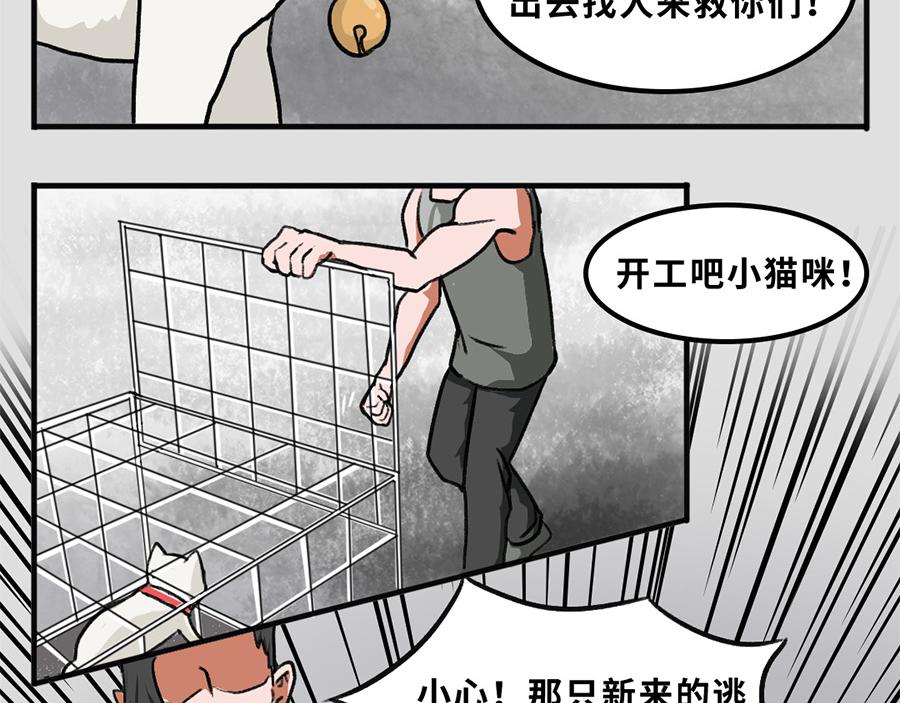 《福虎少年》第五章 神喵少女 第27页
