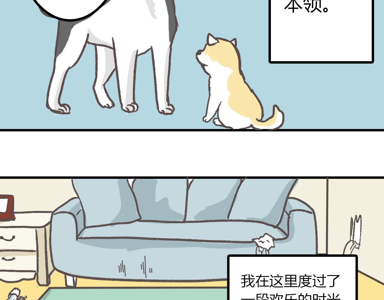《宠物公寓》有只二哈属性的柴犭 第4页